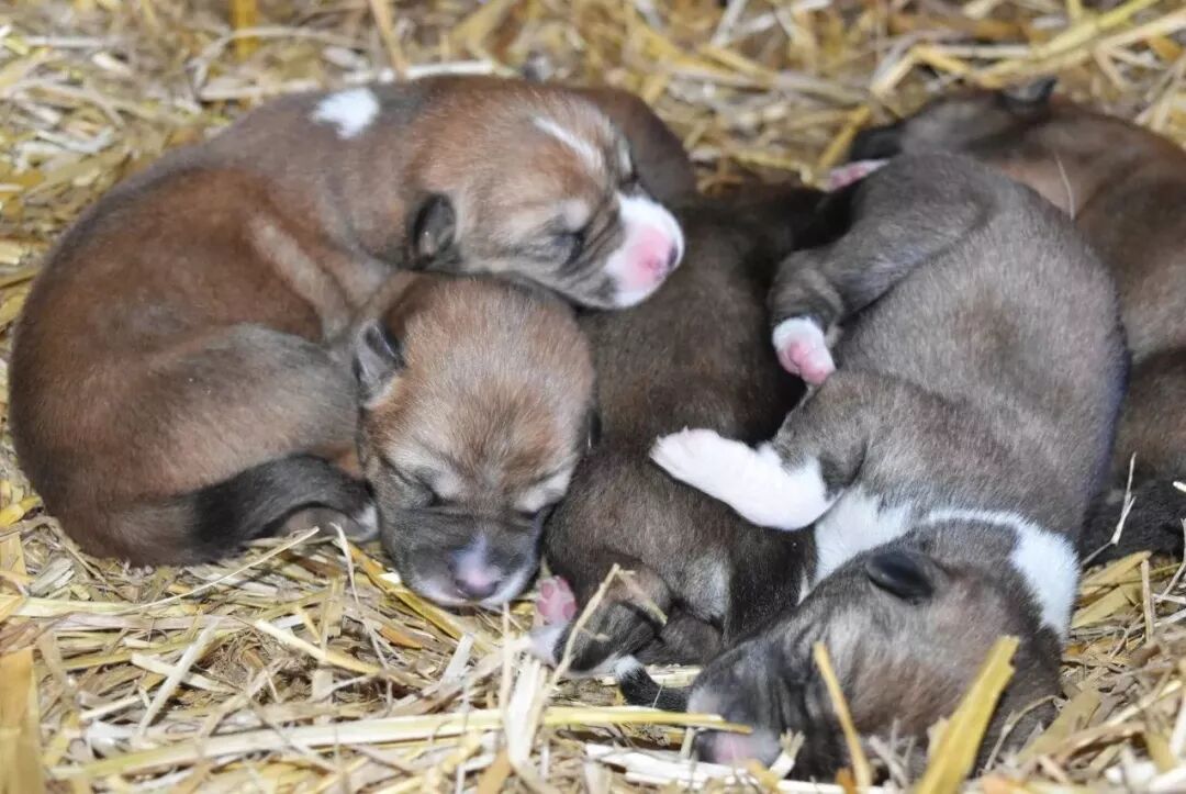 狗年吉祥物Dingo大科普：你知道这种澳洲野犬是什么狗吗？ - 7
