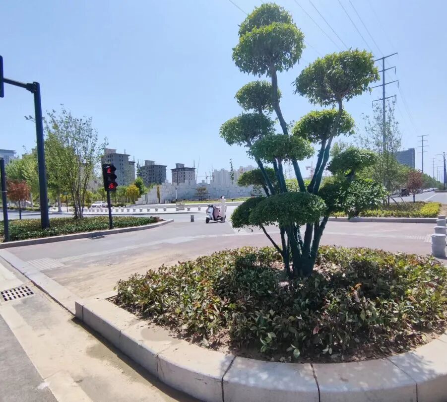 淮阳区城市管理：实施导流岛提升改造 提升道路绿化品质
