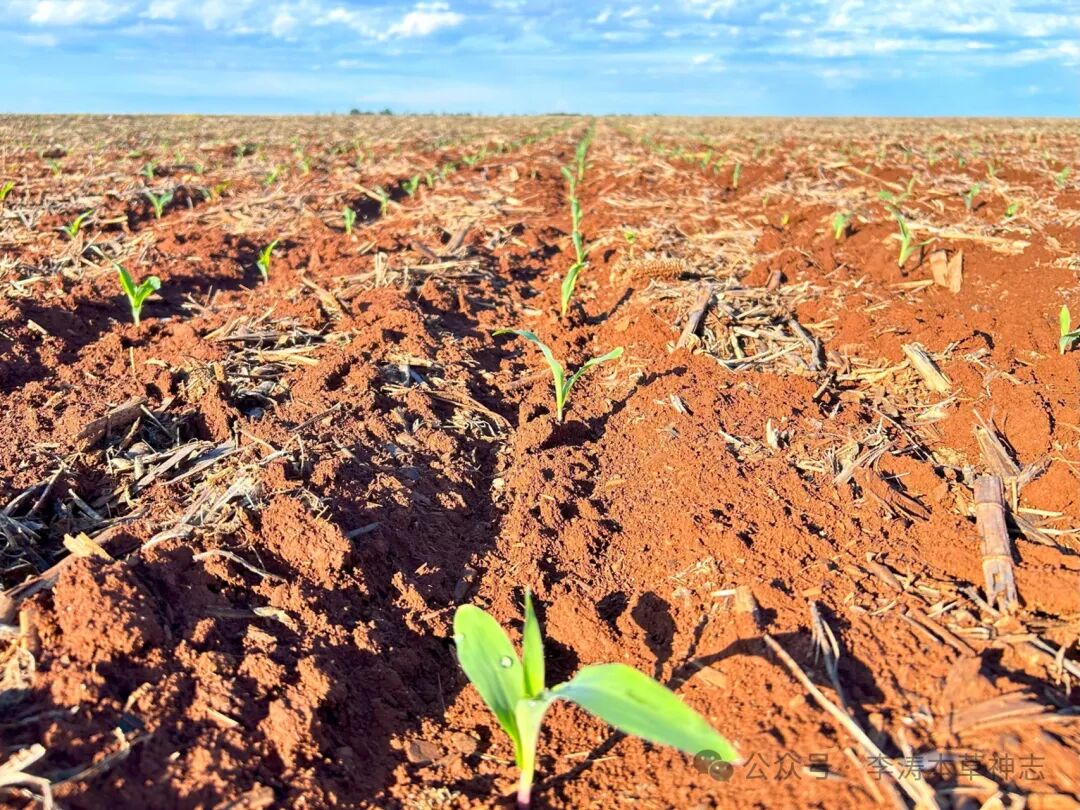 抑郁就是阳气不足，冬天多吃6种“土味”食物，把阳气从头补到脚，斩断焦虑抑郁的根！