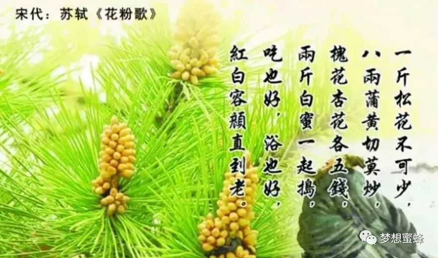 松树花粉 梦想蜜蜂 微信公众号文章阅读 Wemp