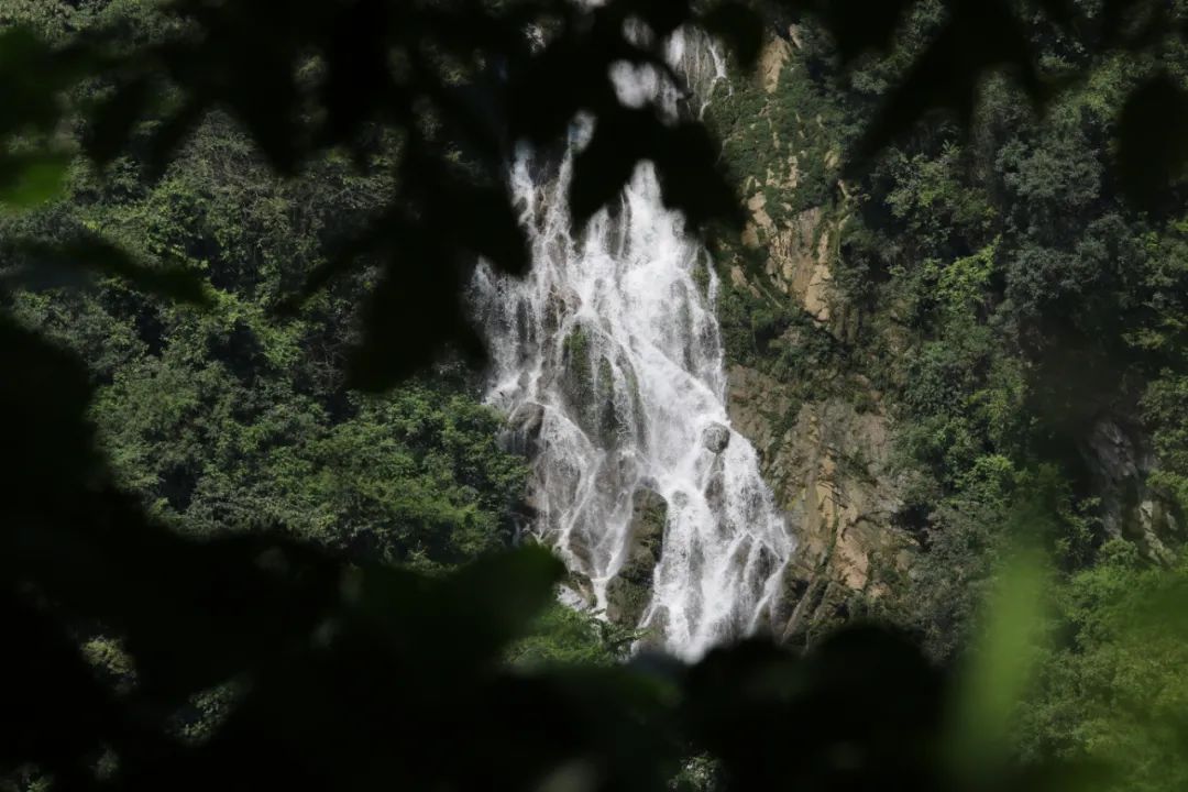 【“四改”进行时】|| 酱香酒匠任远明：留住青山绿水  保住根守住魂