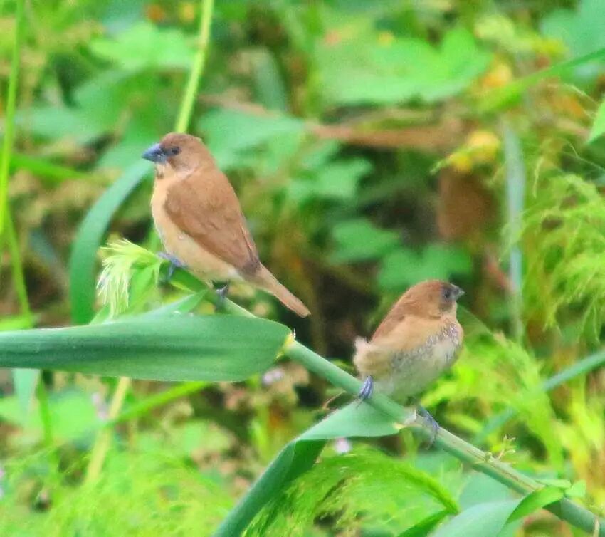 朱湖湿地"三有"动物斑文鸟_云上孝南