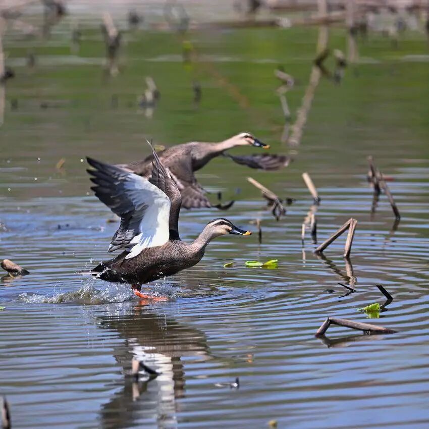 六月草丰水甜美 凫飞鹜游鸭正肥