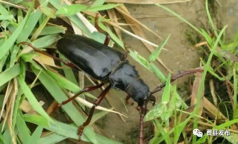 【童年拾趣】荒春牛翩翩飞