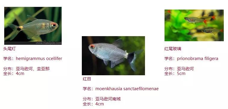 鱼饲料灯可以杀虫吗_灯鱼可以当饲料鱼吗_自制灯科鱼饲料