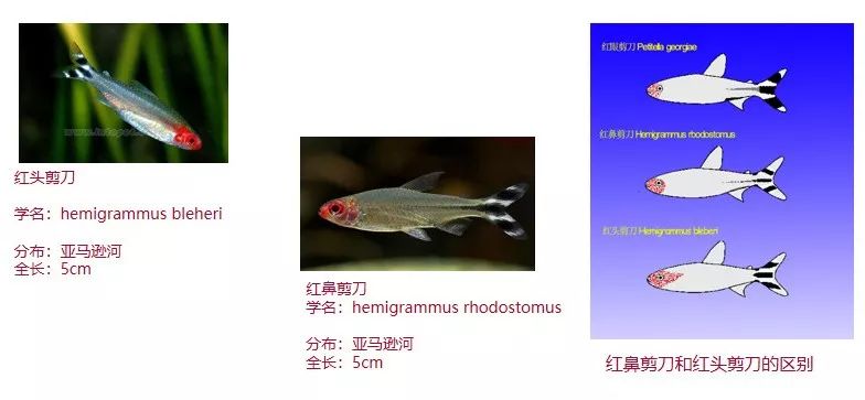 鱼饲料灯可以杀虫吗_灯鱼可以当饲料鱼吗_自制灯科鱼饲料