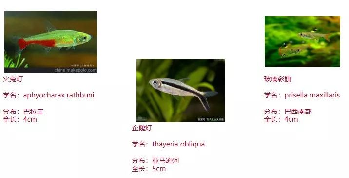 灯鱼可以当饲料鱼吗_鱼饲料灯可以杀虫吗_自制灯科鱼饲料
