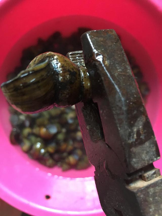 泡好的田螺用老虎钳剪掉尾巴,放到水里用手多搓搓,搓到水变干净为止