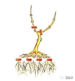 盆景修剪最基本的原理 这些你要懂