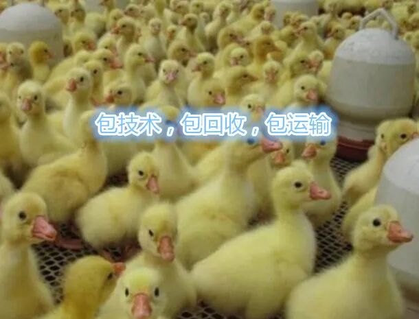 四川农村创业好项目养殖类_农村创业项目大全养殖_农村创业项目养殖