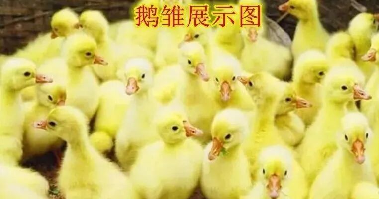 农村创业项目养殖_四川农村创业好项目养殖类_农村创业项目大全养殖