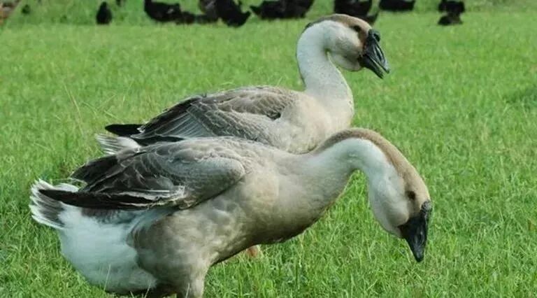 农村创业项目大全养殖_农村创业项目养殖_四川农村创业好项目养殖类