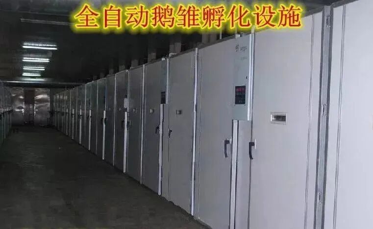 四川农村创业好项目养殖类_农村创业项目大全养殖_农村创业项目养殖