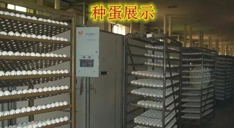 四川农村创业好项目养殖类_农村创业项目养殖_农村创业项目大全养殖