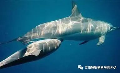世间有蓝鲸的生物吗_蓝鲸是生物吗_世间生物蓝鲸有多大
