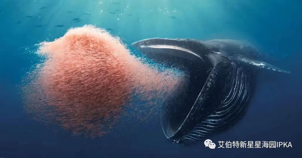世间生物蓝鲸有多大_蓝鲸是生物吗_世间有蓝鲸的生物吗