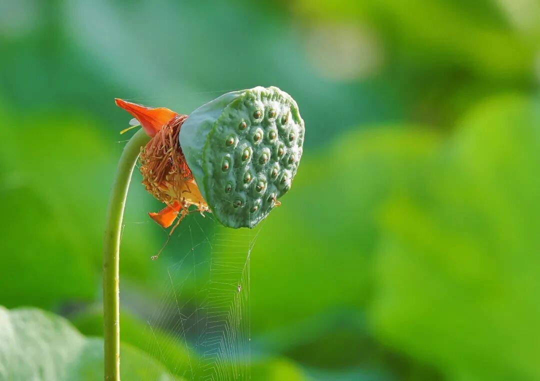 开学季，“荷”你相约宁语！(图1)