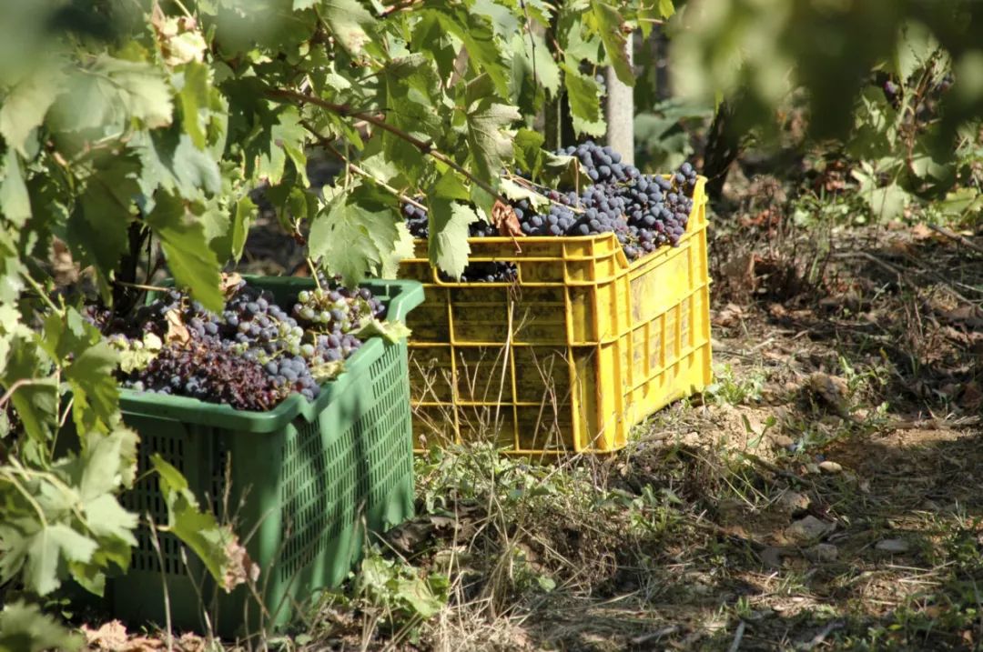 澳洲葡萄园价值上升，葡萄酒商业前景如何发展？