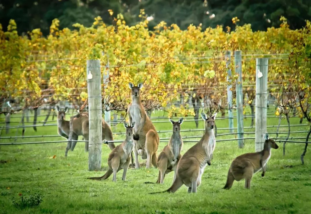 澳洲葡萄园价值上升，葡萄酒商业前景如何发展？