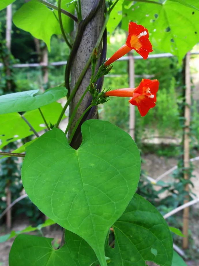 打碗花,牽牛花,田旋花,蔦蘿等常見旋花科小花的辨識區別(原創首發)