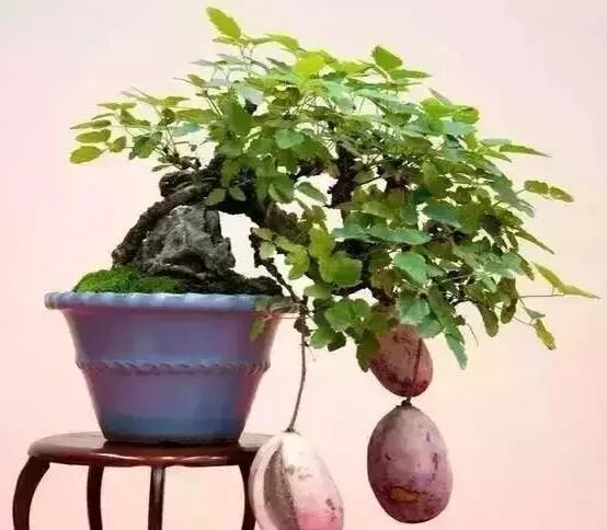 适宜生长温度20-28℃,较耐寒,盆栽八月瓜,冬季应进入室内管理,温度最