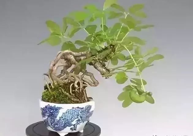 八月瓜盆景的鉴赏以及栽培养护(原创首发)