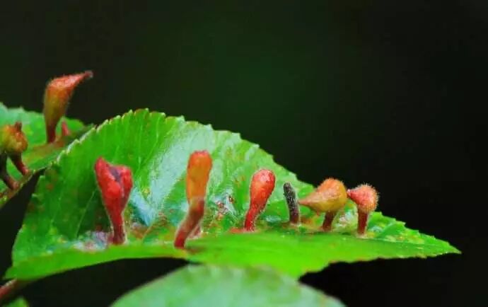 观赏植物长 痘 怎么办 易花得木 微信公众号文章阅读 Wemp