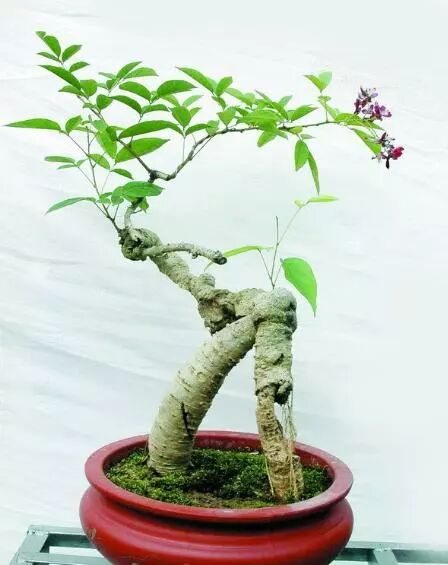 鸡血藤手镯真的可以治病吗?(原创首发)