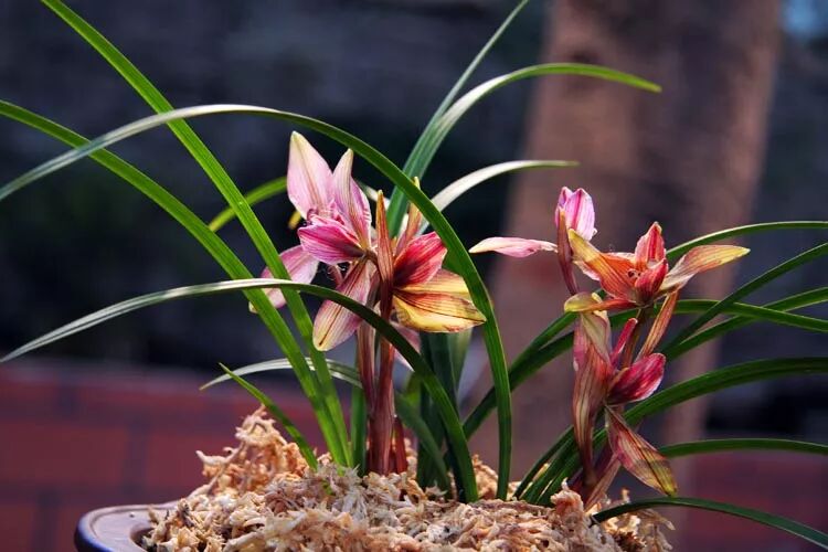 兰花的夏季蓺养经验分享(原创首发)