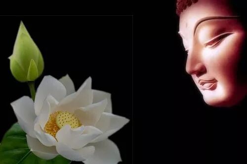 荷花在很多佛经中出现,佛陀也喜欢拿莲花作比喻,佛座通常是 莲花台