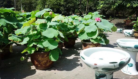 缸栽荷花的文化鉴赏与简易栽培技巧(原创首发)