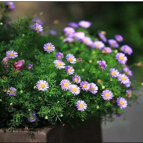 五色菊 撒下一粒籽 尽享五色花 宜花得木 微信公众号文章阅读 Wemp