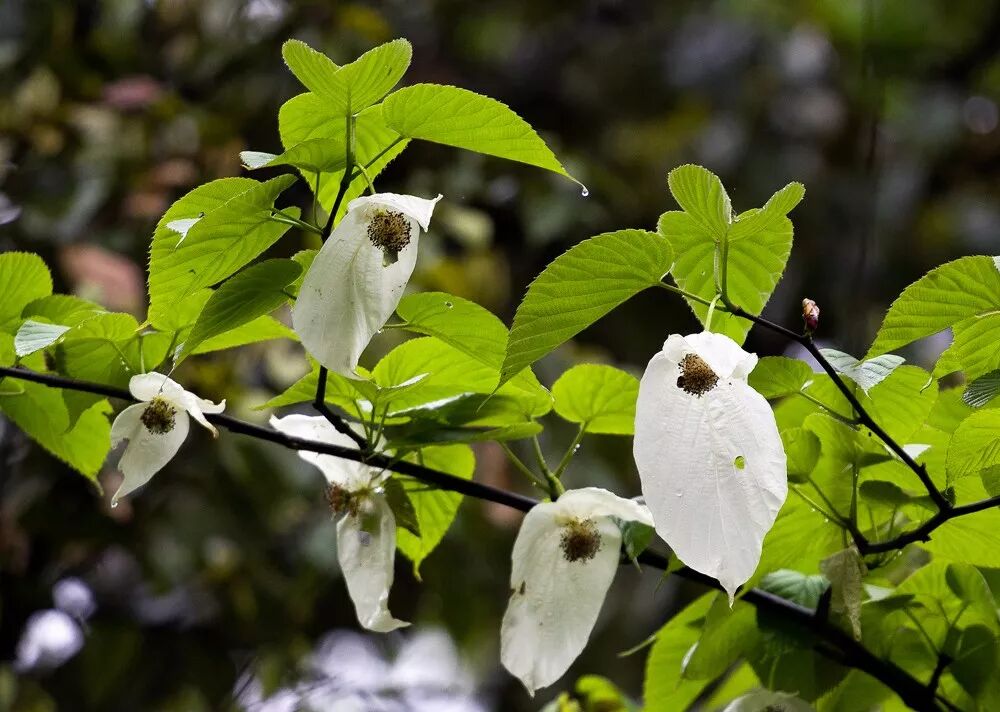 濒危植物欣赏:被称为"鸽子树"的珙桐(原创首发)