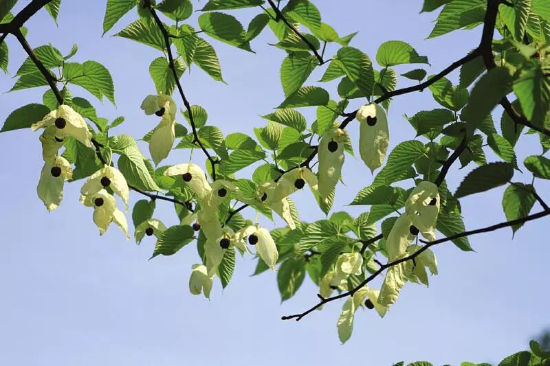 鸽子树指的是什么树(鸽子树指的是什么树图片)