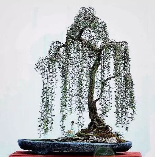 小石积盆景的鉴赏与栽培养护(原创首发)