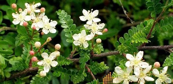 小石积盆景的鉴赏与栽培养护(原创首发)