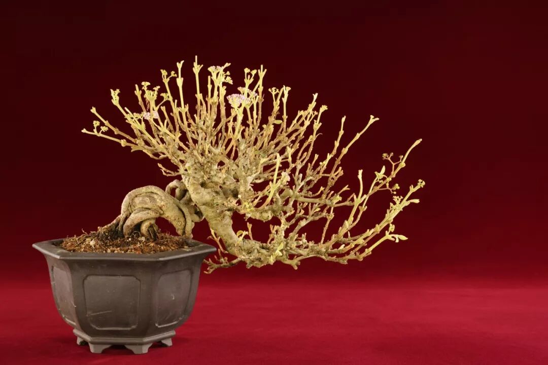 紫珠盆景的鉴赏与制作养护(原创首发)