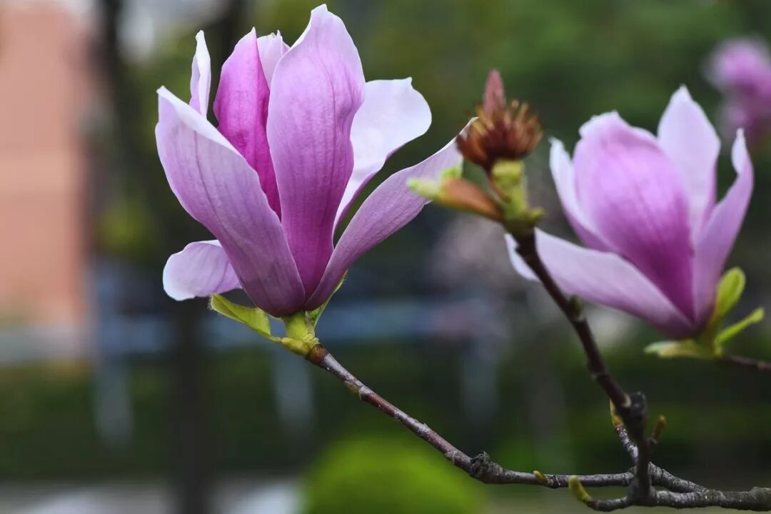 辛夷花 腻如玉指涂朱粉 光似金刀剪紫霞 易花得木 微信公众号文章阅读 Wemp