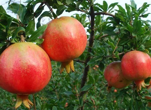 石榴的常见种类以及鉴赏(原创首发)