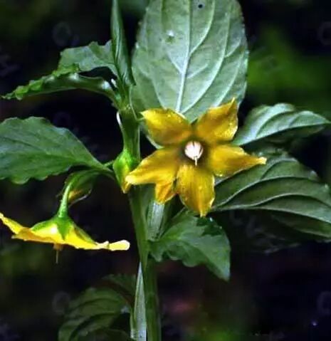 书房藏书防蛀神草:灵香草(原创首发)