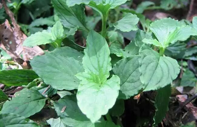 书房藏书防蛀神草:灵香草(原创首发)