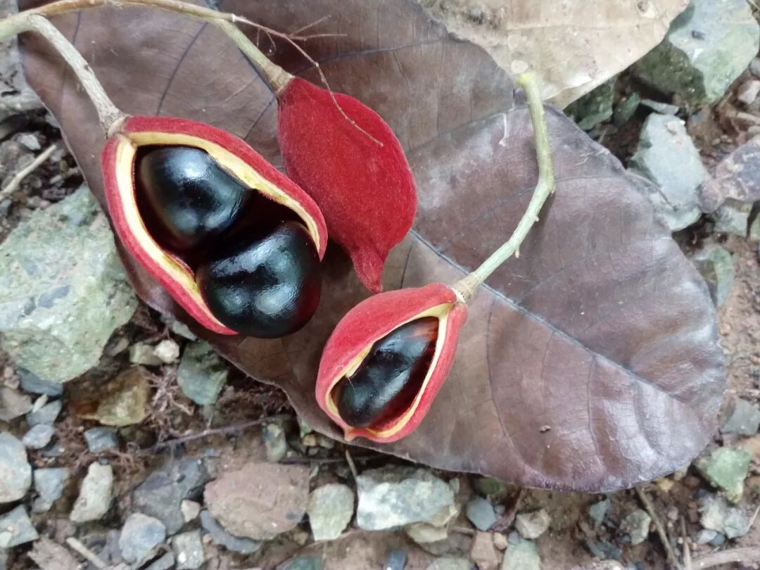 可食可赏的苹婆属植物(原创首发)