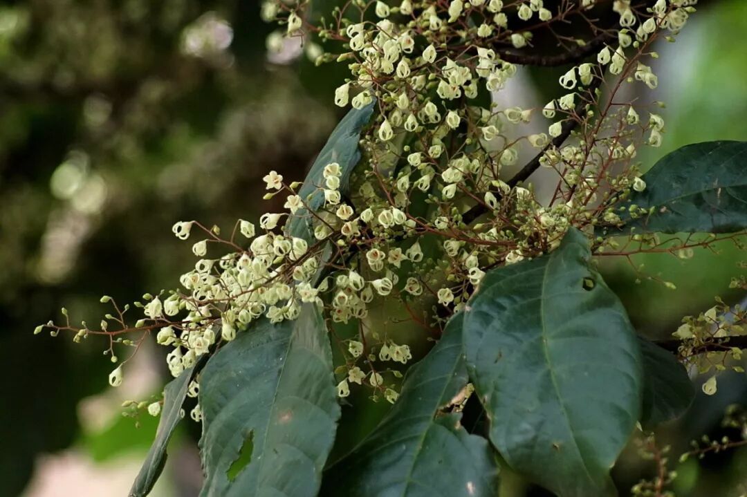 可食可赏的苹婆属植物(原创首发)