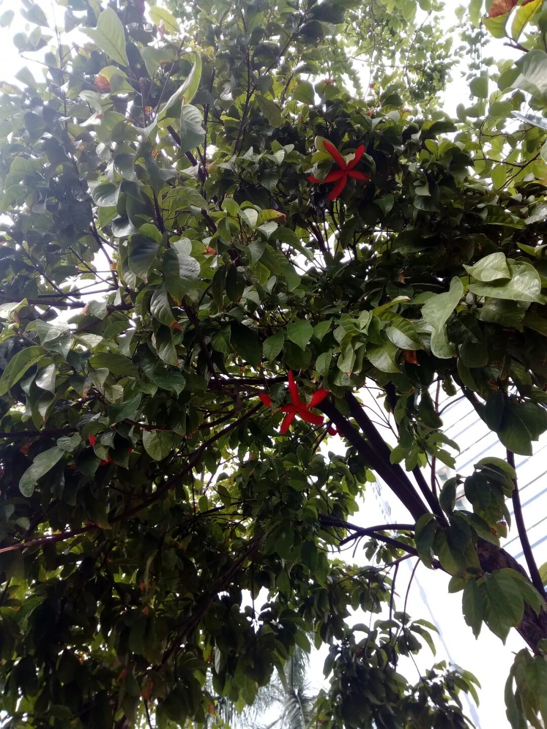 可食可赏的苹婆属植物(原创首发)