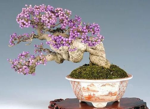 余种常见的观果盆景 您见过几种 易花得木 微信公众号文章阅读 Wemp