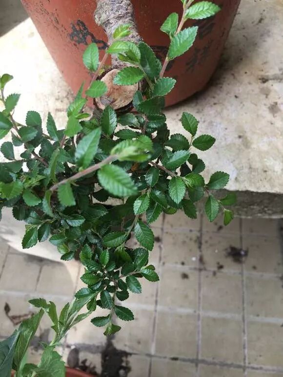 小叶榔榆,花皮榆,榆树,榉树的区别辨识之我见(原创首发)