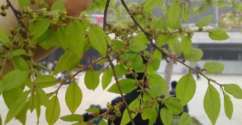 小叶榔榆,花皮榆,榆树,榉树的区别辨识之我见(原创首发)