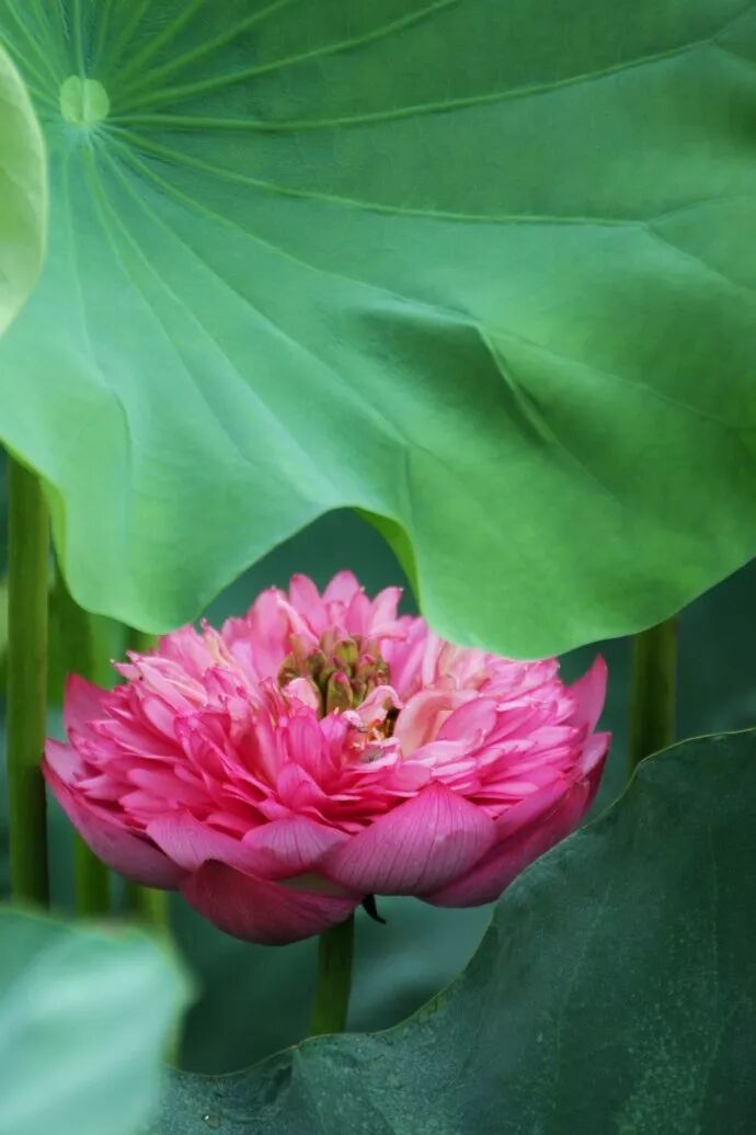 佛教珍品观赏莲花:千瓣莲(原创首发)