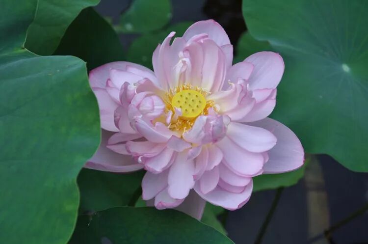 佛教珍品观赏莲花:千瓣莲(原创首发)