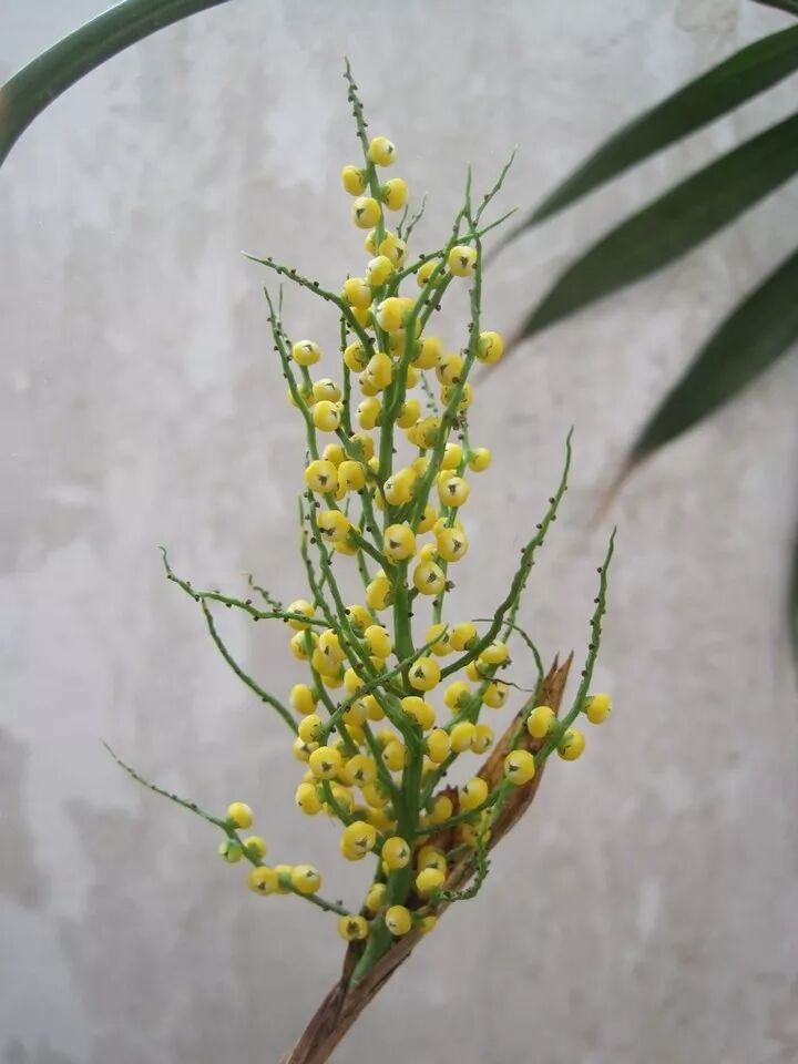 袖珍椰子,散尾葵,蒲葵,棕竹,凤尾竹的区别辨识(原创首发)